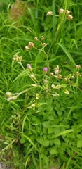 Asteraceae