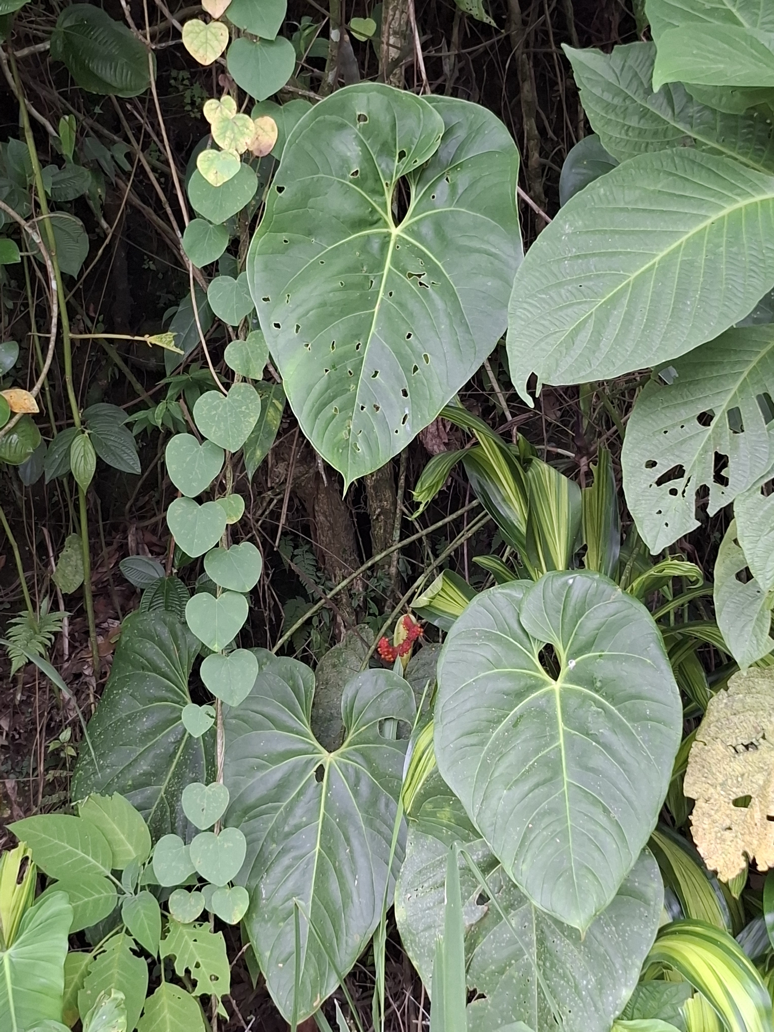 Anthurium hoffmannii Schott