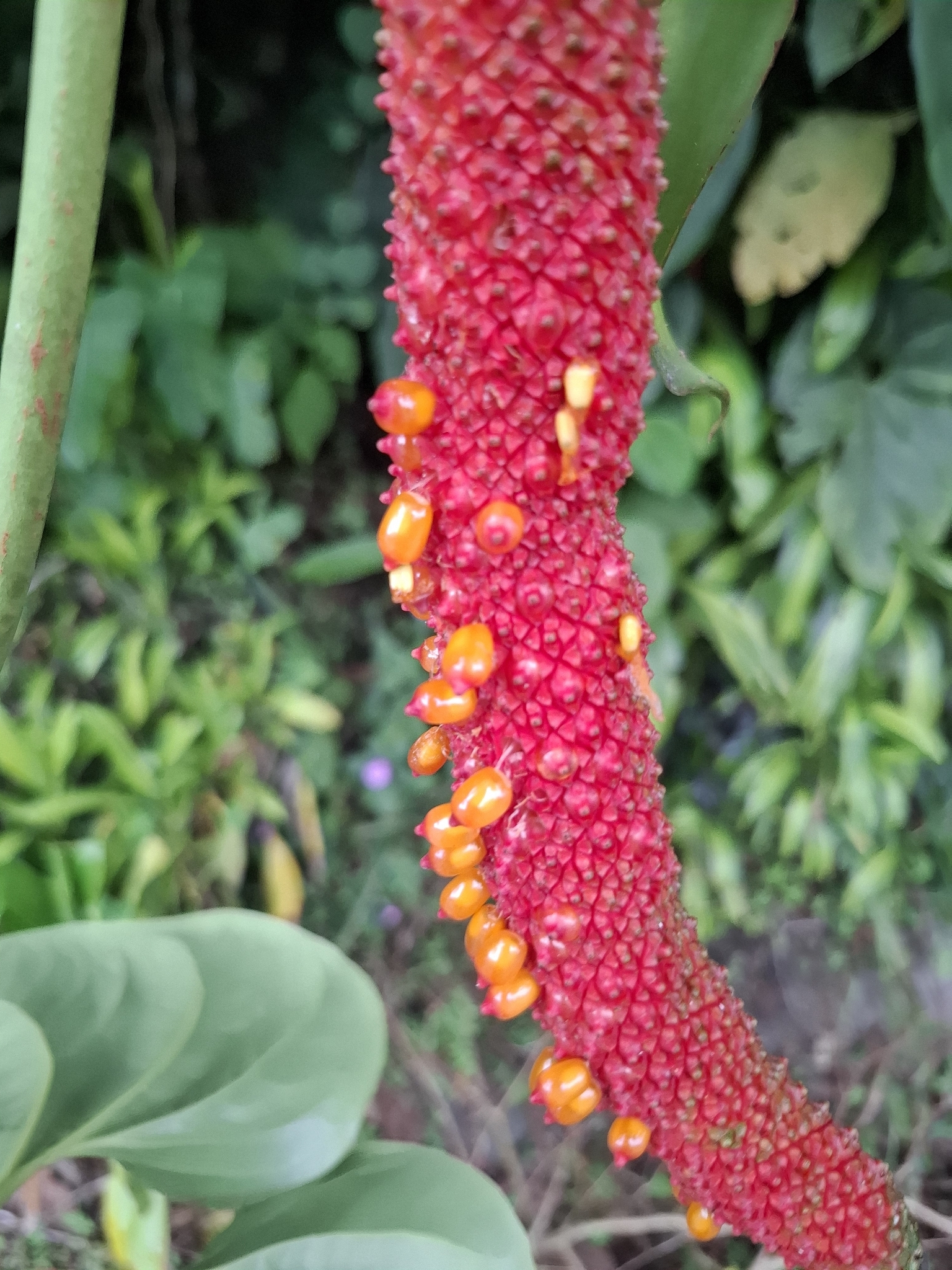 Anthurium hoffmannii Schott 2