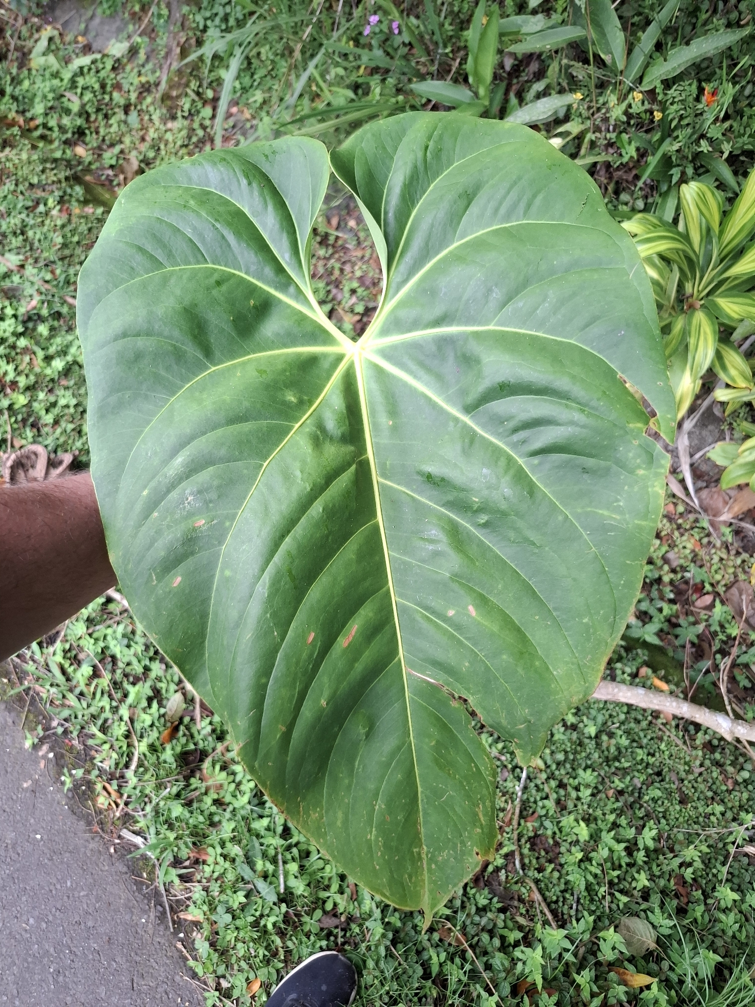 Anthurium hoffmannii Schott 3