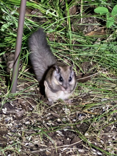 Northern Flying Squirrel observed by chuck3727
