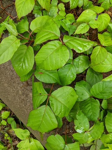 Toxicodendron orientale, photograph 4