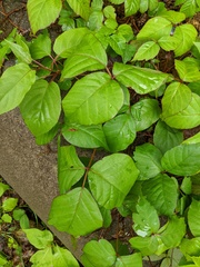 Toxicodendron orientale, photograph (c) Kristof Zyskowski, some rights reserved (CC BY)