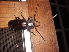 Mallodon chevrolatii