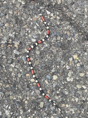 Balsan Coralsnake (Micrurus laticollaris)