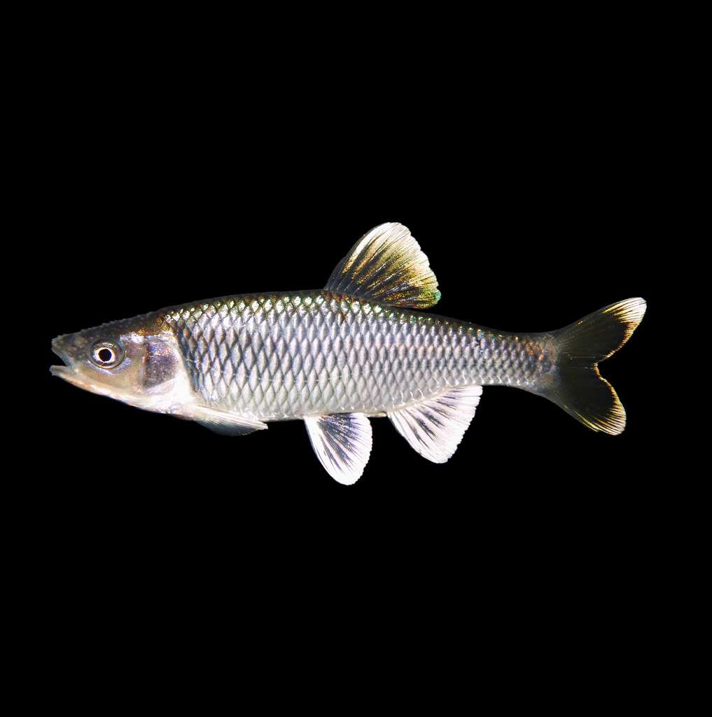 Satinfin Shiner