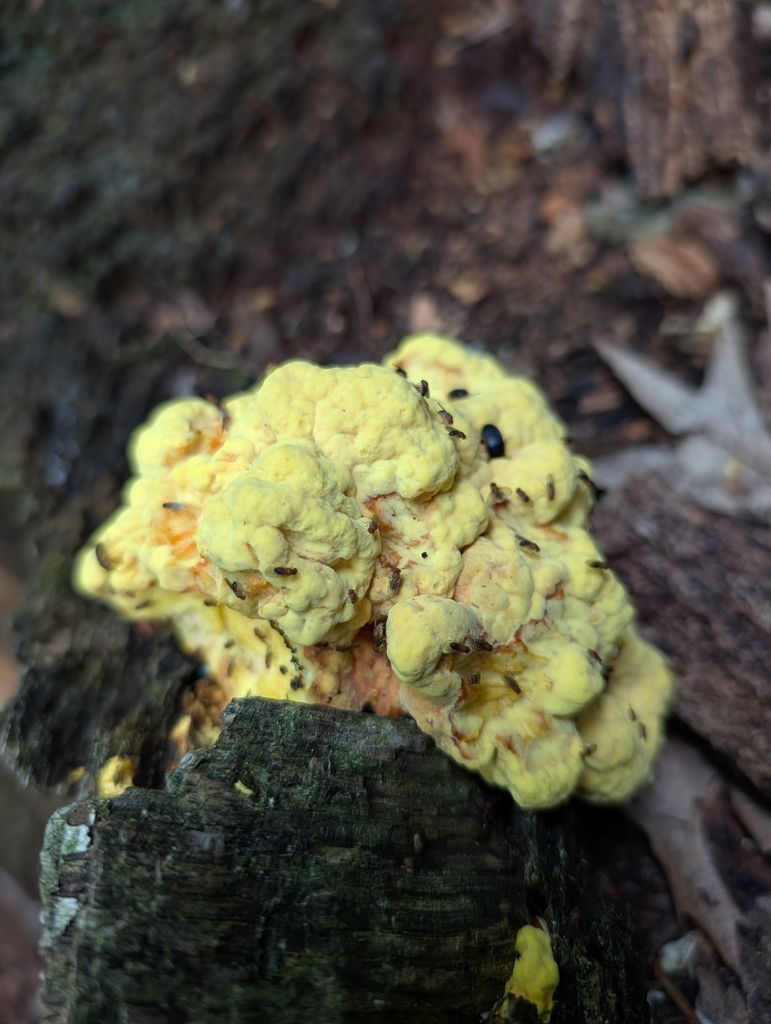chicken of the woods · July 2026 · photo: Photo: (c) Bryan Rennick, some rights reserved (CC BY) · iNaturalist