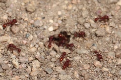 Pogonomyrmex occidentalis