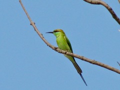 Merops orientalis orientalis