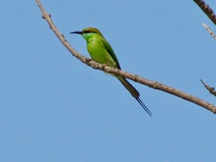 Merops orientalis orientalis