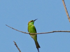 Merops orientalis orientalis