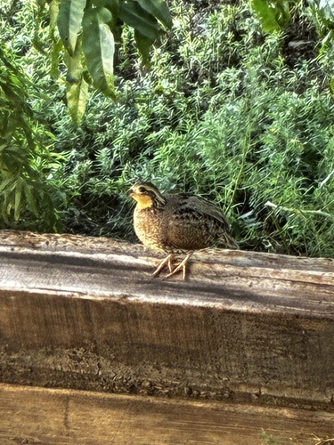 Northern Bobwhite