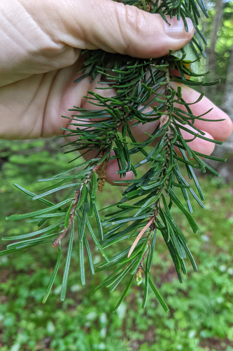 Abies sachalinensis, 2026-06-10