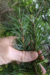 Abies sachalinensis, photograph (c) Kristof Zyskowski, some rights reserved (CC BY)