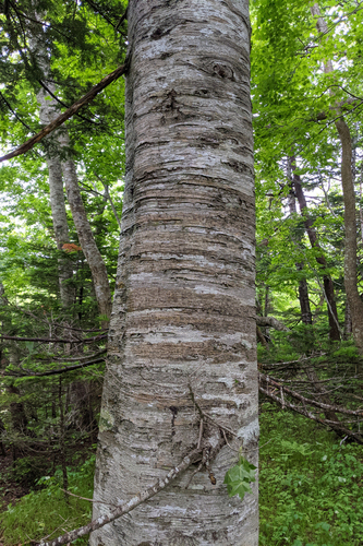 Abies sachalinensis, photograph 3