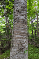 Abies sachalinensis, photograph (c) Kristof Zyskowski, some rights reserved (CC BY)