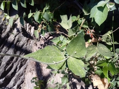 Rhynchosia precatoria