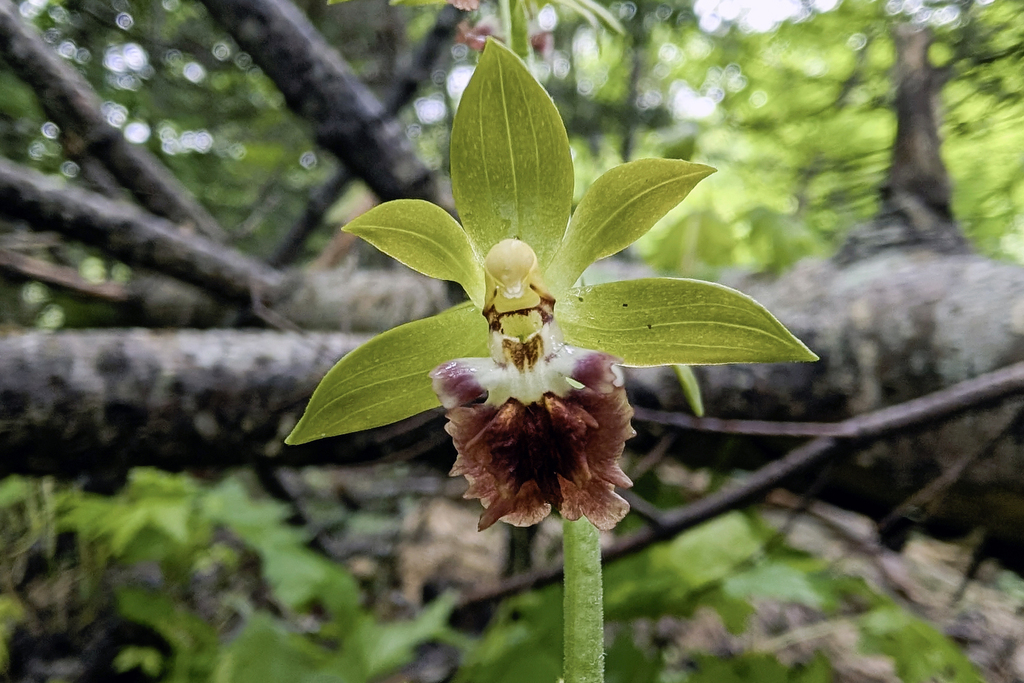 Calanthe tricarinata; photograph (c) Kristof Zyskowski, some rights reserved (CC BY)