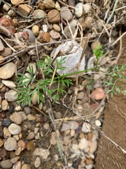 Ammoselinum