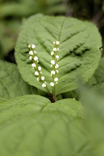 Chloranthus serratus, photograph 1