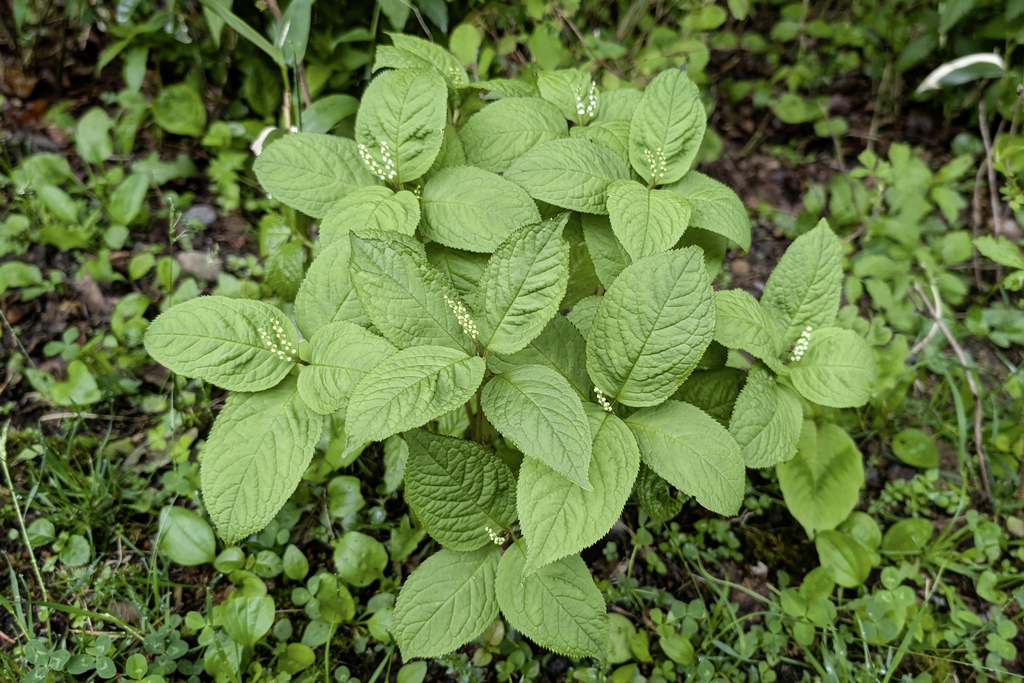 Chloranthus serratus; photograph (c) Kristof Zyskowski, some rights reserved (CC BY)