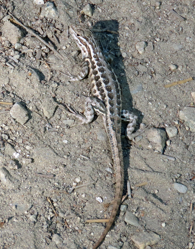 iNaturalist observation photo of Common Sagebrush Lizard