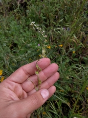 Thysanocarpus curvipes