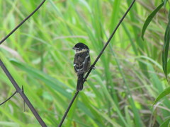 Sporophila morelleti