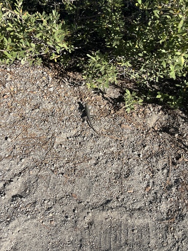 iNaturalist observation photo of Spiny Lizards