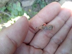 Rhynchosia precatoria