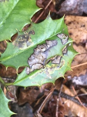 Phytomyza ilicis group