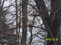 Buteo jamaicensis