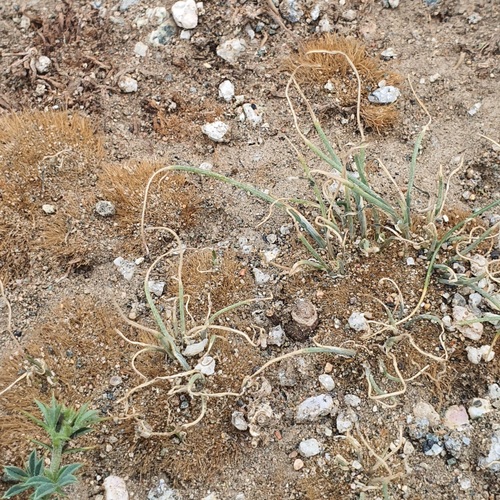 Allium polyrhizum, photograph 1