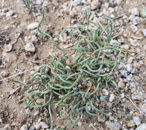 Ephedra sinica