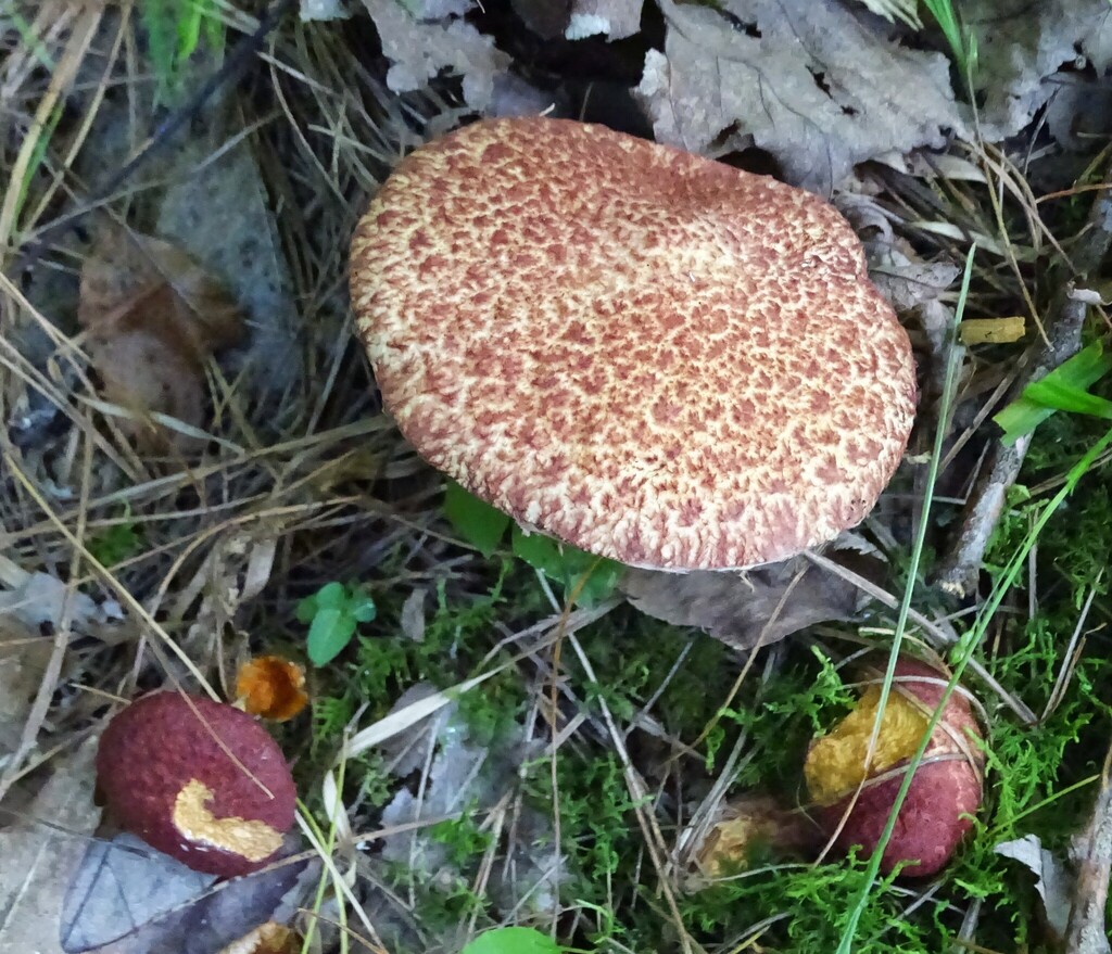 Painted Suillus · July 2026 · photo: Photo: (c) Shirley Zundell, some rights reserved (CC BY) · iNaturalist