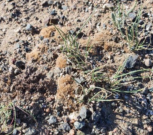 Allium polyrhizum