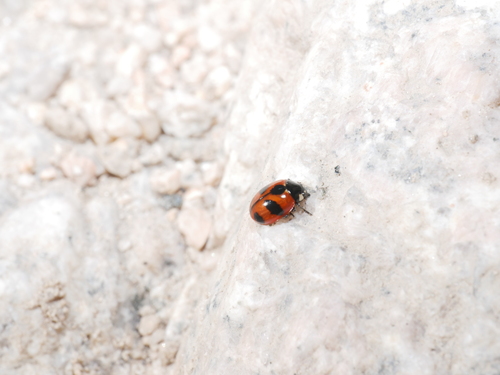 iNaturalist observation photo of High-country Lady Beetle