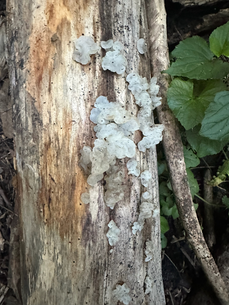 white jelly fungus · July 2026 · photo: Photo: (c) Evan H, some rights reserved (CC BY) · iNaturalist