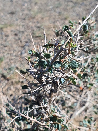 Atraphaxis frutescens, photograph 6