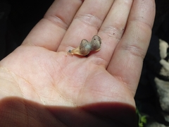 Rhynchosia precatoria