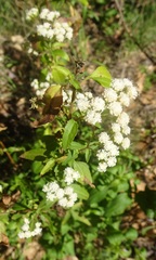 Ageratina paupercula