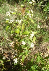 Ageratina paupercula