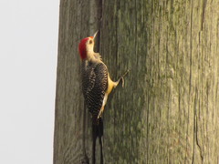 Melanerpes aurifrons