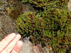 Selaginella hansenii