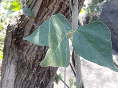 Rhynchosia precatoria