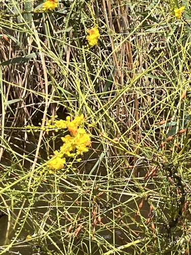 Mexican palo verde