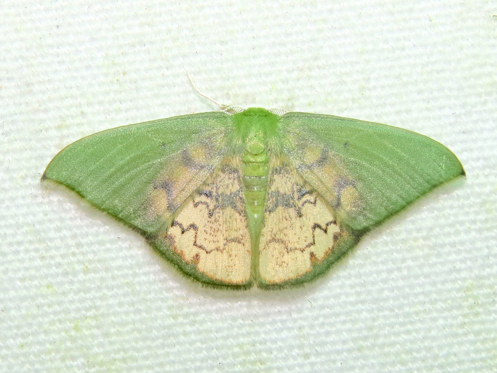 Tachychlora