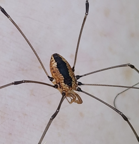 Banded Harvestman