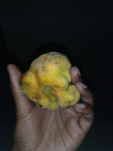 Artocarpus lacucha observed 2026-07-10