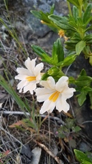 Diplacus grandiflorus
